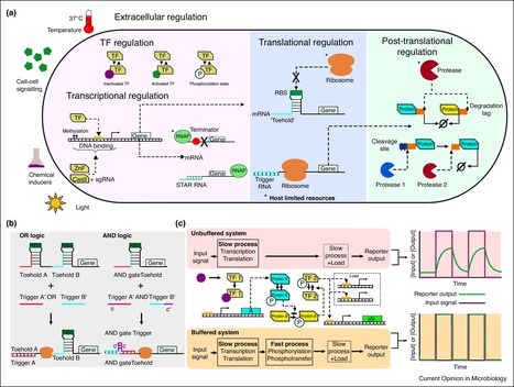 Rational engineering of synthetic microbial systems: from single cells to consortia | RMH | Scoop.it