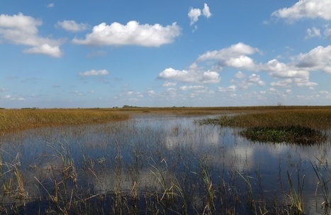 En Floride, le mar&eacute;cage des Everglades en p&eacute;ril | Biodiversit&eacute; | Scoop.it