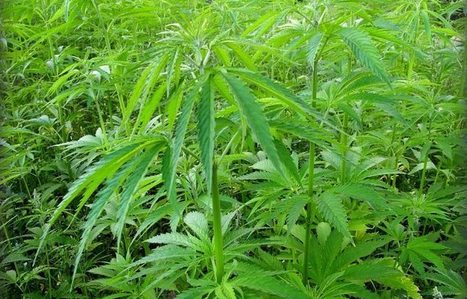 ヨーロッパの産業用大麻のTHC比率の歴史的推移：European Industrial Hemp Association Calls For "Rational" THC Limits | 大麻 - Marijuana, Japanese Sacred Herb | Scoop.it