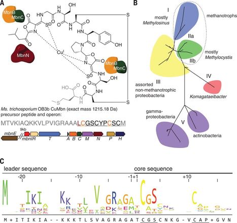 The biosynthesis of methanobactin | RMH | Scoop.it