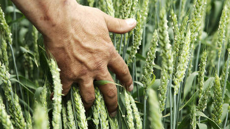 Russian agriculture bruised by Turkey’s punitive import duties | CONFLIT RUSSO-UKRAINIEN | Scoop.it