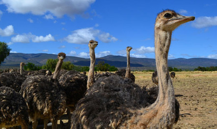 Ostrich culling almost complete | Virology News | Scoop.it