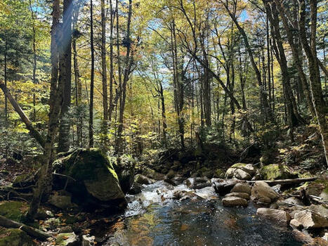 Le projet de nouveau régime forestier contesté | Ils parlent de nous ! | Scoop.it