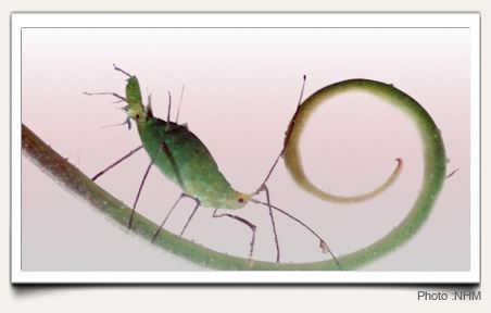 La séduction dans le monde animal | Variétés entomologiques | Scoop.it