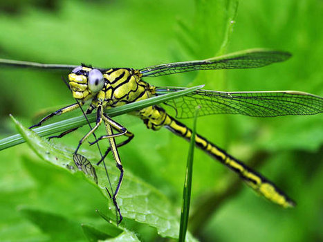 Robots take inspiration from insects to track targets | Robots in Higher Education | Scoop.it