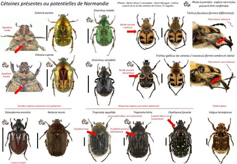 L’atlas des Scarabéides de Normandie est en cours de finalisation | Variétés entomologiques | Scoop.it