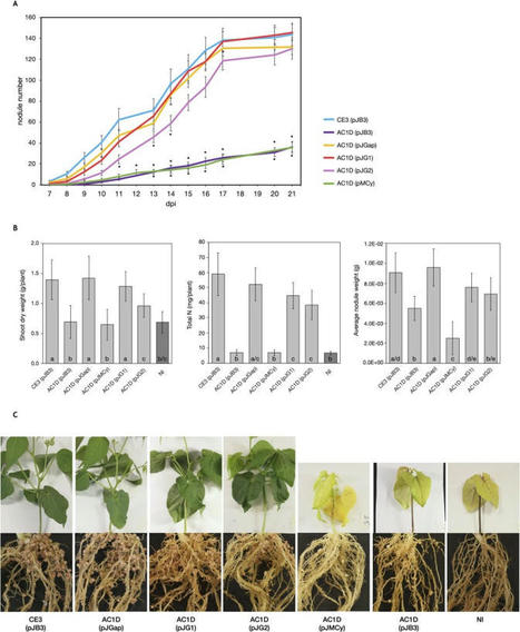 The gap gene of Rhizobium etli is required for both free life and symbiosis with common beans.&nbsp; | Plant-Microbe Symbiosis | Scoop.it