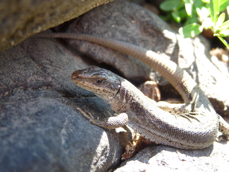 Diaporama "Reptiles et Amphibiens", le 14 avril à la Maison de la Nature d'Aulon.  | Vallées d'Aure & Louron - Pyrénées | Scoop.it