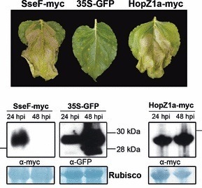 New Phytol: SseF, a type III effector protein from the mammalian pathogen Salmonella enterica, requires R-gene-mediated signalling to activate cell death in Nicotiana benthamiana | Plants and Microbes | Scoop.it