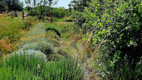 A Charnizay, plantes aromatiques et médicinales sont cultivées dans le respect du vivant à la ferme de Piquemouche  | Revue de presse économique du Sud Touraine | Scoop.it