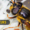 Vari&eacute;t&eacute;s entomologiques