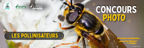 Le concours photo des pollinisateurs est ouvert ! &ndash; Office pour les insectes et leur environnement | Vari&eacute;t&eacute;s entomologiques | Scoop.it