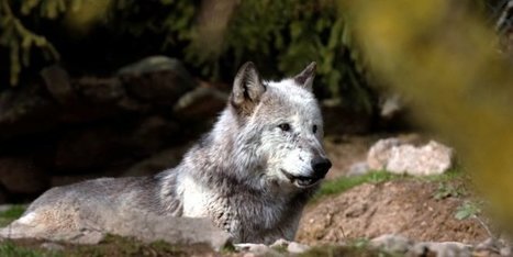 Attaques de loups : les &eacute;leveurs ovins s'en remettent au Premier ministre | Biodiversit&eacute; | Scoop.it