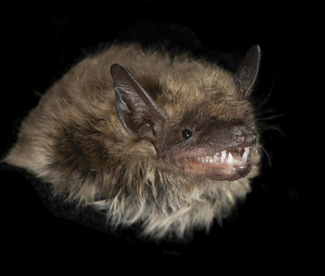 LED light pollution is a major turnoff to some North American bats | LIGHTING-Innovation-Design | Scoop.it