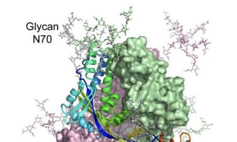 New vaccine against Respiratory Syncytial Virus (RSV) elicits strong immune response | Immunology and Biotherapies | Scoop.it