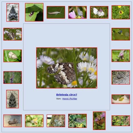 Lepiforum : Un forum en allemand pour la détermination des papillons (Lépidoptères) et de leurs stades larvaires | Insect Archive | Scoop.it
