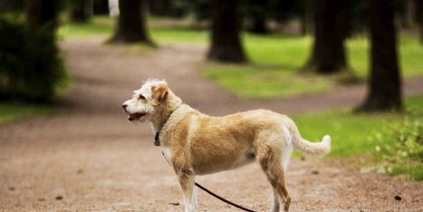 Bient&ocirc;t un collier GPS pour ne plus perdre votre chien | Le Digital &agrave; Bordeaux et en Gironde | Scoop.it
