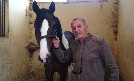 Conseil du cheval :  &laquo; Cintu &raquo; contribue au d&eacute;veloppement de la race corse | Cheval et Nature | Scoop.it