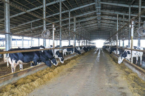 Cambodge: Zoom sur La ferme laitière Kirisu | Lait de Normandie... et d'ailleurs | Scoop.it