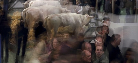 Surr&eacute;aliste Salon de l&rsquo;Agriculture | Plan&egrave;te, Nature et Biodiversit&eacute; | Scoop.it