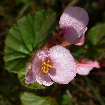 Flower Identifier | Hobby, LifeStyle and much more... (multilingual: EN, FR, DE) | Scoop.it