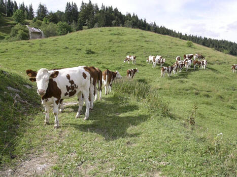 Jura. Les mouvements des bovins seront particuli&egrave;rement scrut&eacute;s avec ce nouvel arr&ecirc;t&eacute; pr&eacute;fectoral | Actualit&eacute; B&eacute;tail | Scoop.it