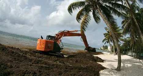 En Guadeloupe, sous les algues sargasses, la plage | Biodiversité | Scoop.it