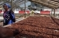 Vers une pénurie mondiale de cacao d'ici 2020 ? | Questions de développement ... | Scoop.it