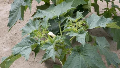 Le datura, une plante invasive hallucinogène, est-il le poison de l'agriculture bio ? | Toxique, soyons vigilant ! | Scoop.it