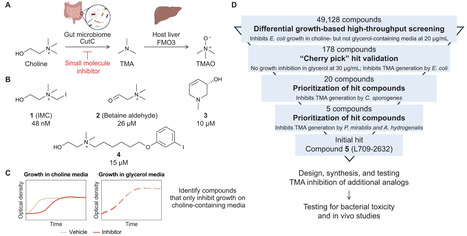 Phenotypic high-throughput screening identifies modulators of gut microbial choline metabolism | mBio | RMH | Scoop.it