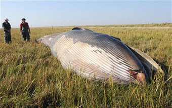 Mystery Whale Found 875 Yards From Sea | Strange days indeed... | Scoop.it