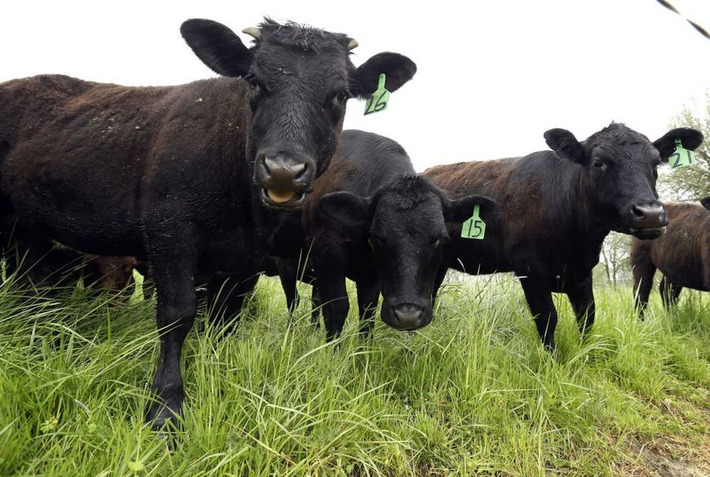 Antibiotics Use in Meat Rising at &lsquo;Alarming Rate&rsquo; | The Health Report | Scoop.it