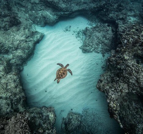 ENVIRONMENT: Donald Trump réautorise la pêche commerciale dans un sanctuaire marin du Pacifique | DURABILITES | Scoop.it