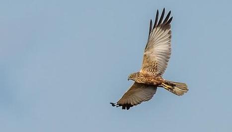 Arrageois : la Ligue de protection des oiseaux s’alarme des rapaces abattus | Biodiversité | Scoop.it