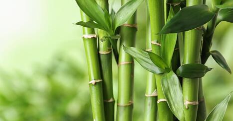 Researchers develop bamboo bioplastic with ‘exceptional’ mechanical strength | Article | Industry 411 - Waste Management | Scoop.it