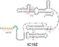 Biologists create self-replicating RNA molecule | Amazing Science | Scoop.it