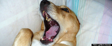 Some Pets 'Catch' Yawns From Humans, Study Suggests | Empathy Movement Magazine | Scoop.it