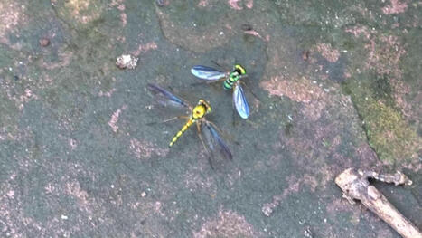 Vidéo d'une danse de Dolichopodidae filmée en 2018 à Wang Nam Khiao en Thaïlande | Insect Archive | Scoop.it