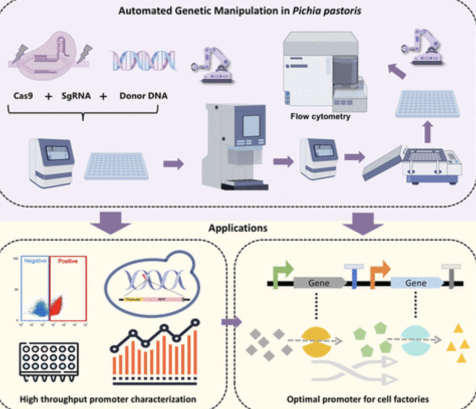 Automated Genetic Manipulation for the Construc...
