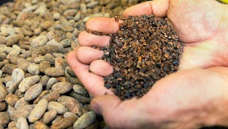 INNOVATIONS : Mangera-t-on bientôt du chocolat avec un cacao made in Los Angeles ? | INNOVATIONS | Scoop.it
