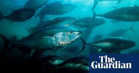 Oceans losing oxygen at unprecedented rate, experts warn | Environment | The Guardian | HALIEUTIQUE MER ET LITTORAL | Scoop.it