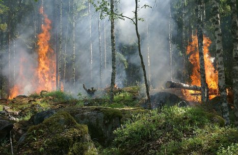 Self-powered alarm fights forest fires, monitors environment | Coastal Restoration | Scoop.it