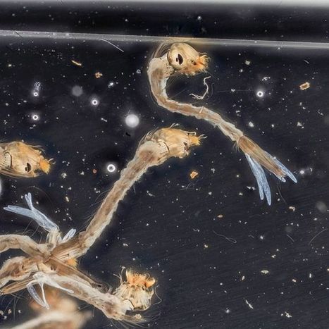 Creepy Crawly Soup might aid conservation efforts in places like the Amazon! | Rainforest CLASSROOM | Scoop.it