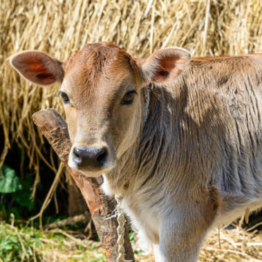 Le veau ne vole pas haut ! | Actualité Bétail | Scoop.it