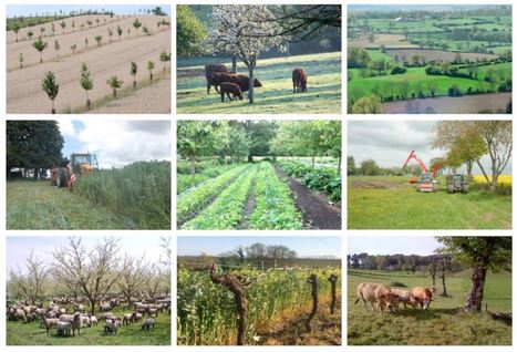Du nouveau sous le soleil : l'agriculture du carbone | Les Colocs du jardin | Scoop.it