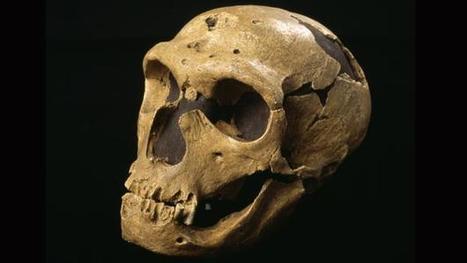 The mystery of Neanderthals' massive eyes | Aux origines | Scoop.it