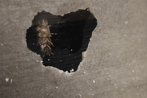 [Vidéo] Ils ont créé une affiche publicitaire qui est envahie par de vrais asticots ! | Variétés entomologiques | Scoop.it