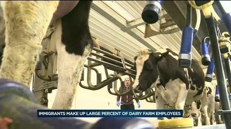 USA : Les travailleurs immigrés ont un impact important pour les fermes laitières | Lait de Normandie... et d'ailleurs | Scoop.it
