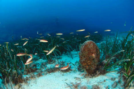 L’ADN environnemental pour une cartographie inédite de la biodiversité marine méditerranéenne | Biodiversité | Scoop.it