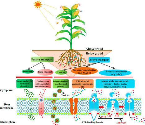 Rhizosphere metabolic cross-talk from plant-soil-microbe tapping into agricultural sustainability: Current advance and perspectives | Plant-Microbe Symbiosis | Scoop.it